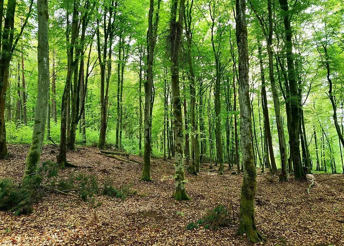 Domek De Janauis