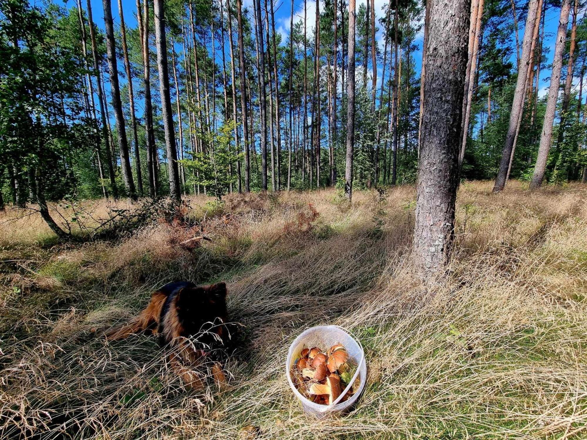 De Janauis * Koscierzyna